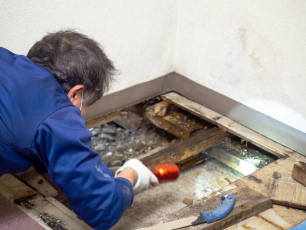 Best Industrial Mold Remediation in Frankfort, MI