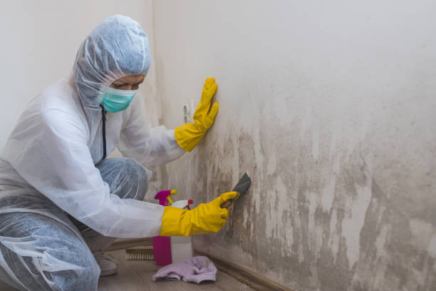 Best HVAC Mold Remediation in Frankfort, MI