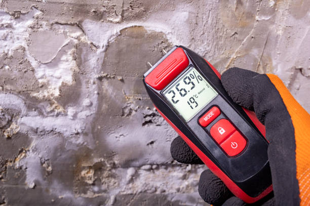Best Post-Flood Mold Remediation in Frankfort, MI
