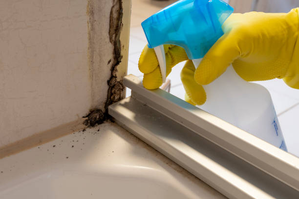 Best Insurance-Related Mold Remediation in Frankfort, MI