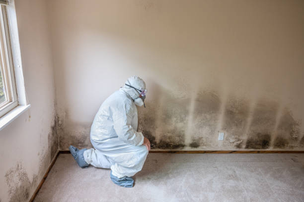Best Residential Mold Remediation in Frankfort, MI