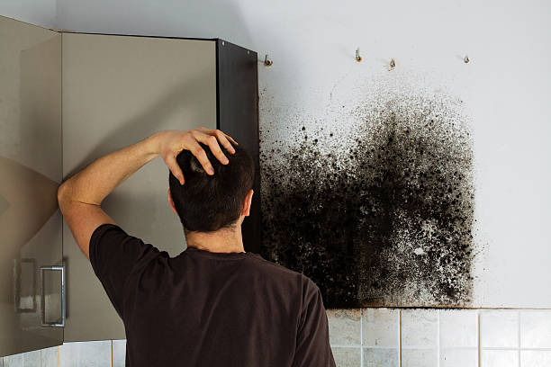 Best Black Mold Remediation in Frankfort, MI