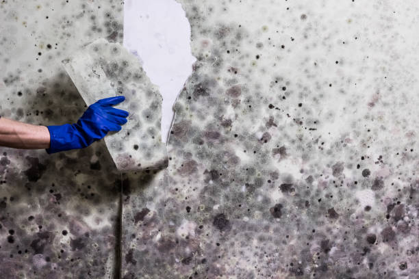 Trusted Frankfort, MI Mold Remediation Experts